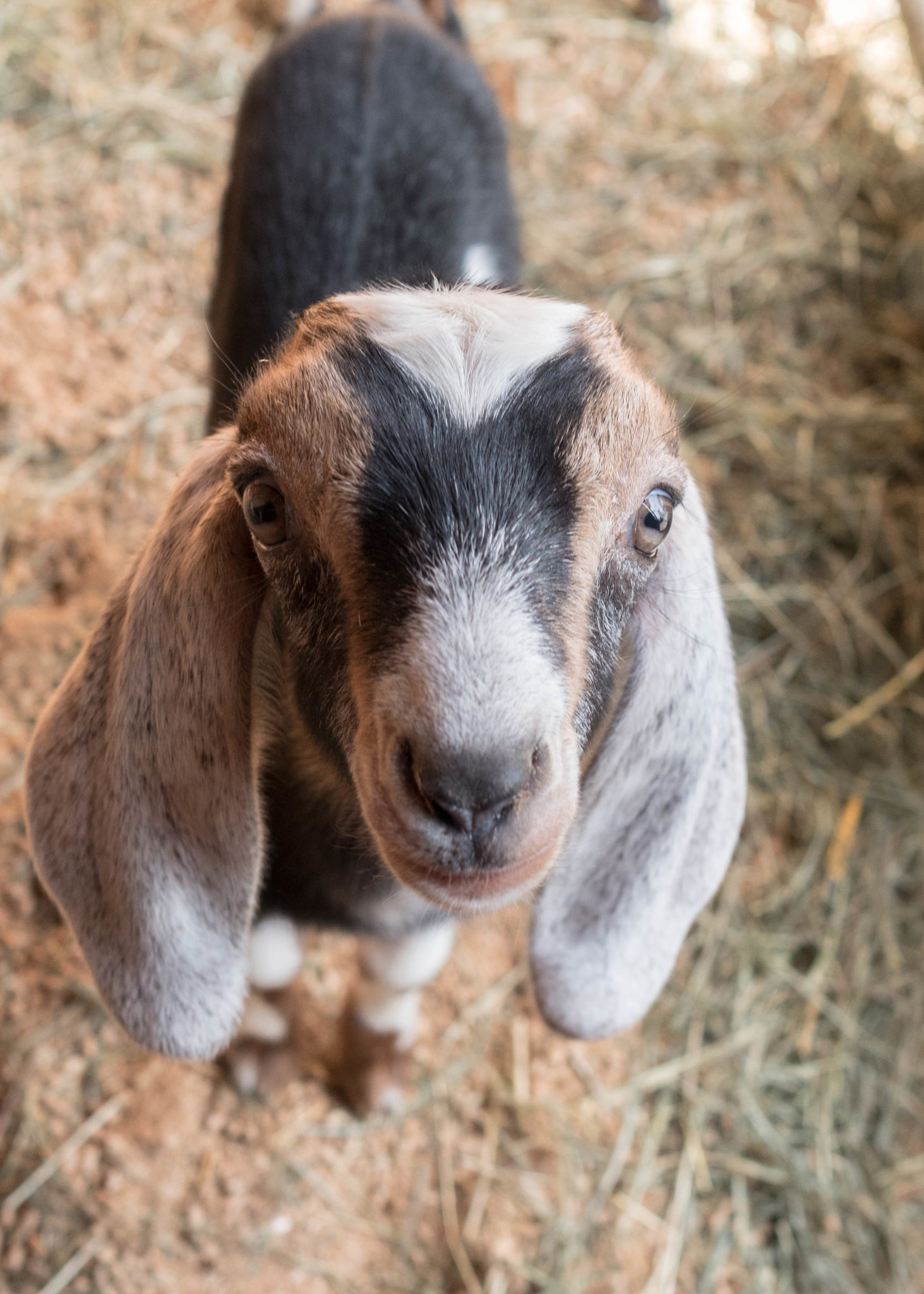 Sustaining Member Annie, Of Vashon Island, Rescues Goats - Northwest Public  Broadcasting