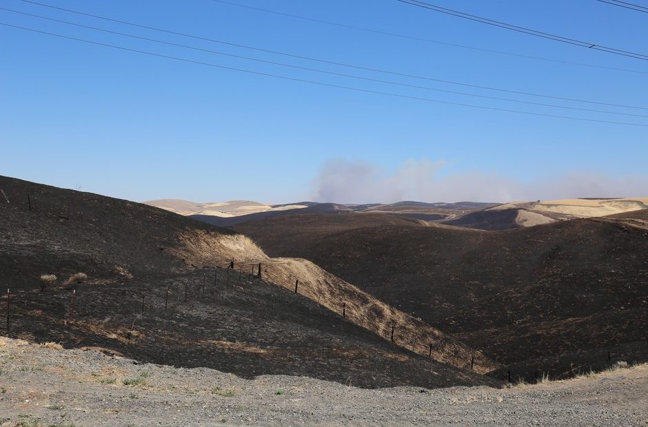 Charred grasslands from the Substation Fire near Moro, Oregon, Wednesday, July 18, 2018. CREDIT: MOLLY SOLOMON/OPB
