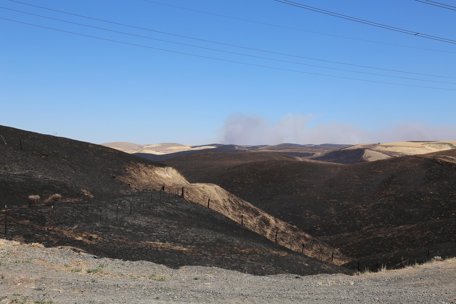 Charred grasslands from the Substation Fire near Moro, Oregon, Wednesday, July 18, 2018. CREDIT: MOLLY SOLOMON/OPB