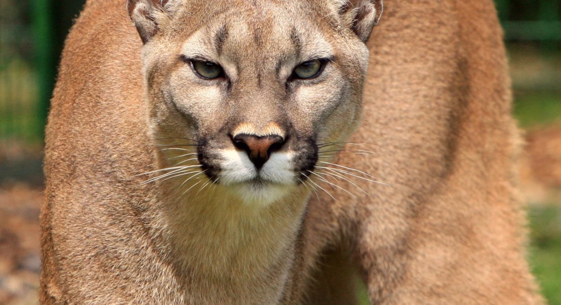 Cougar stock image