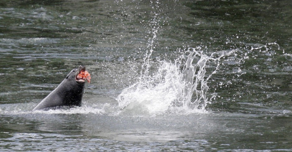 A sea lion eats a salmon at Bonneville Dam near Cascade Locks, Oregon. CREDIT: RICK BOWMER