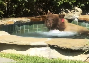 A bear entered a backyard in Altadena, Calif., and spent some time in the hot tub. CREDIT: MARK HOUGH