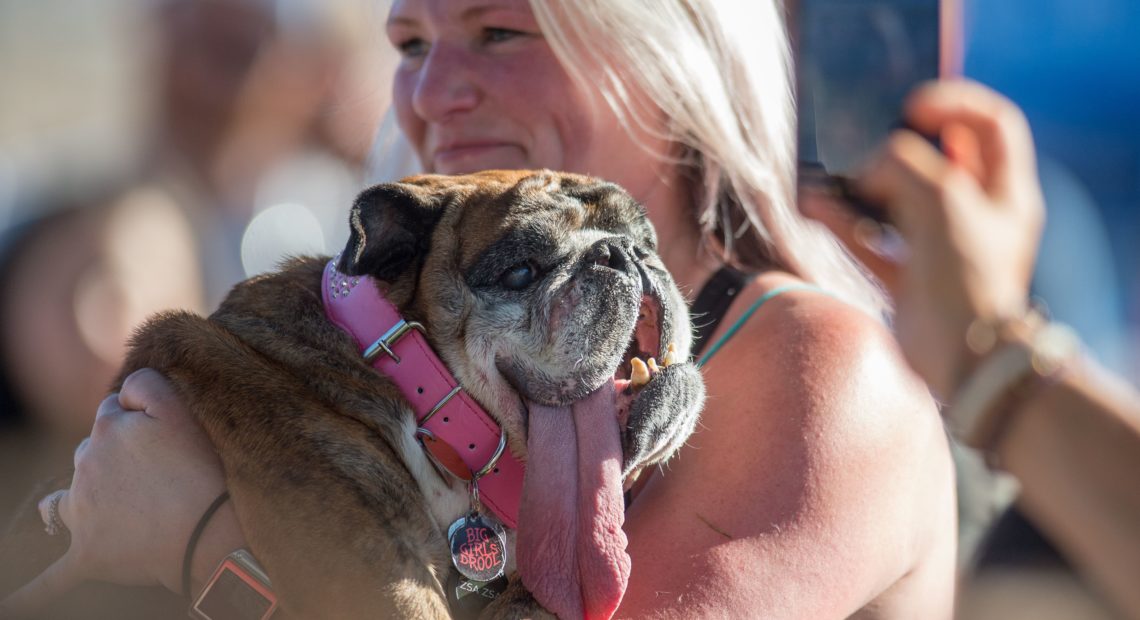 Zsa Zsa, seen here being held by her owner, Megan Brainard, died some two weeks after winning the World's Ugliest Dog contest in California. CREDIT: JOSH EDELSON