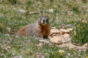 A yellow-bellied marmot keeps an eye out while it gets a bite to eat. Related to groundhogs, yellow-bellied marmots are getting fatter and bigger because of the longer growing season brought on by climate change. CREDIT: Nathan Rott - NPR