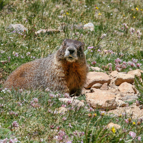 A yellow-bellied marmot keeps an eye out while it gets a bite to eat. Related to groundhogs, yellow-bellied marmots are getting fatter and bigger because of the longer growing season brought on by climate change. CREDIT: Nathan Rott - NPR