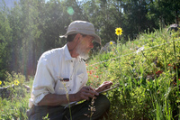 Ecologist David Inouye says he has counted nearly 5 million flowers in the meadows around the Rocky Mountain Biological Laboratory. He says he sometimes feels like "the Count" from Sesame Street. CREDIT: NATHAN ROTT/NPR
