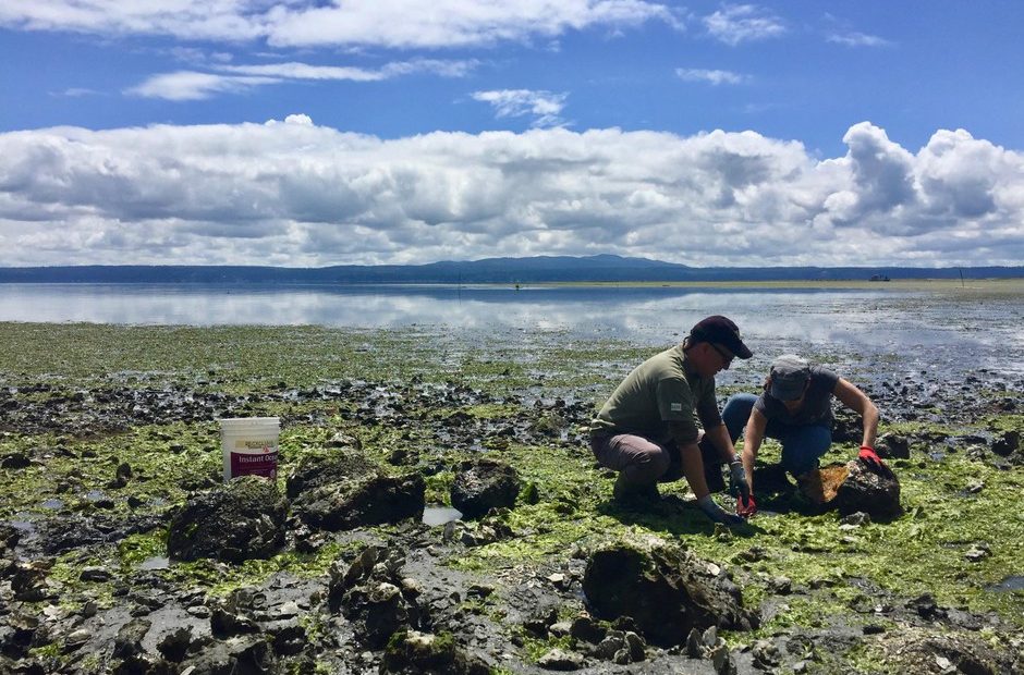 Neuroscientists Joe Sisneros and Allison Coffin search for midshipman fish, also known as 'singing fish,' underneath large rocks on the rocky shores of Hood Canal. CREDIT: CASSANDRA PROFITA