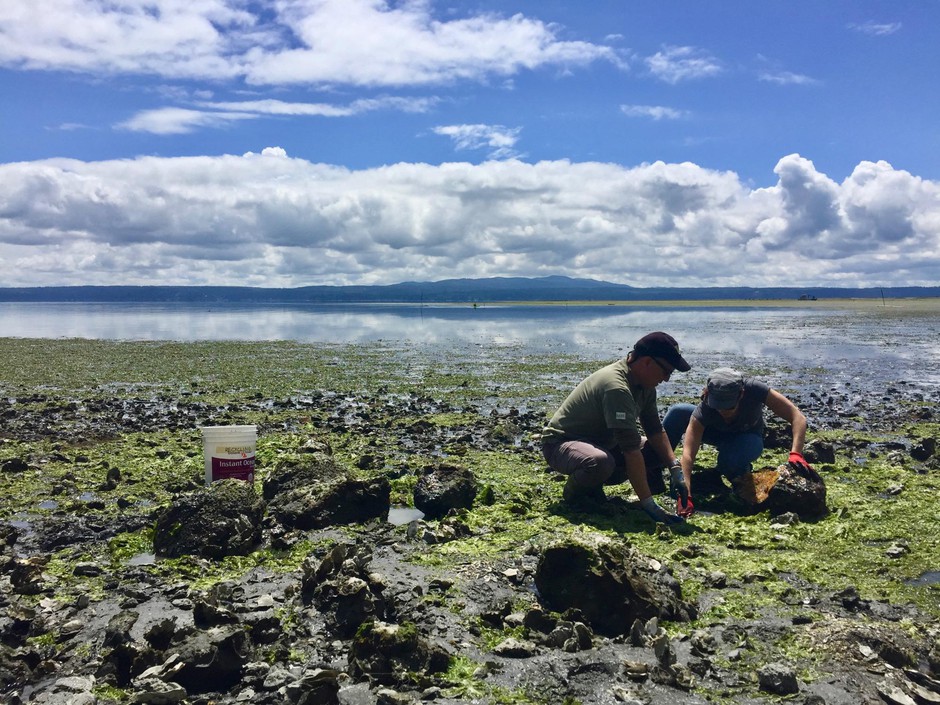 Neuroscientists Joe Sisneros and Allison Coffin search for midshipman fish, also known as 'singing fish,' underneath large rocks on the rocky shores of Hood Canal. CREDIT: CASSANDRA PROFITA