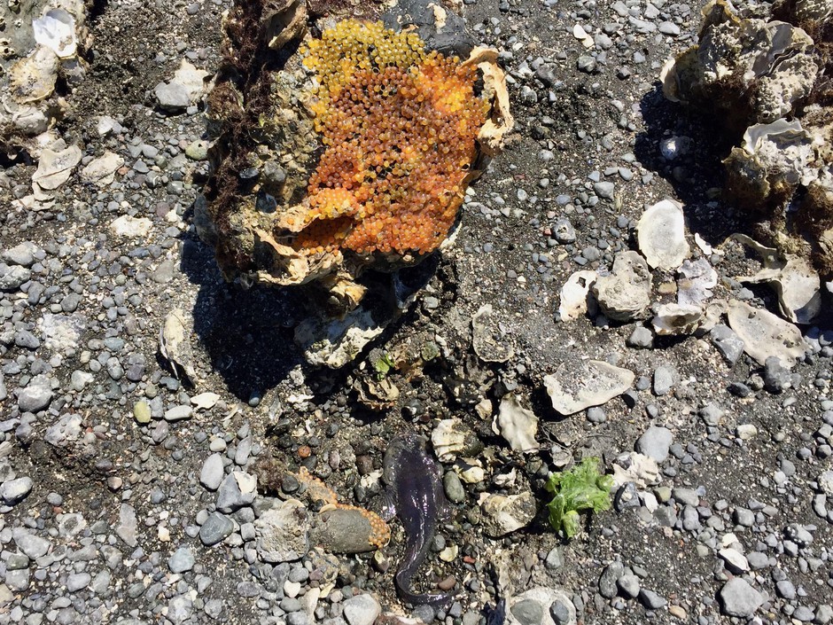 By turning over rocks on the shore of Hood Canal, researchers uncover midshipman fish and their eggs. During low tide, these fish survive in little to no water. CREDIT: CASSANDRA PROFITA