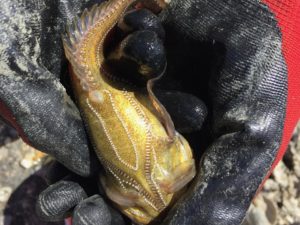 The photophores on the underside of the midshipman fish glow in the dark, and their pattern looks like the buttons on the naval uniform of a midshipman. CREDIT: CASSANDRA PROFITA