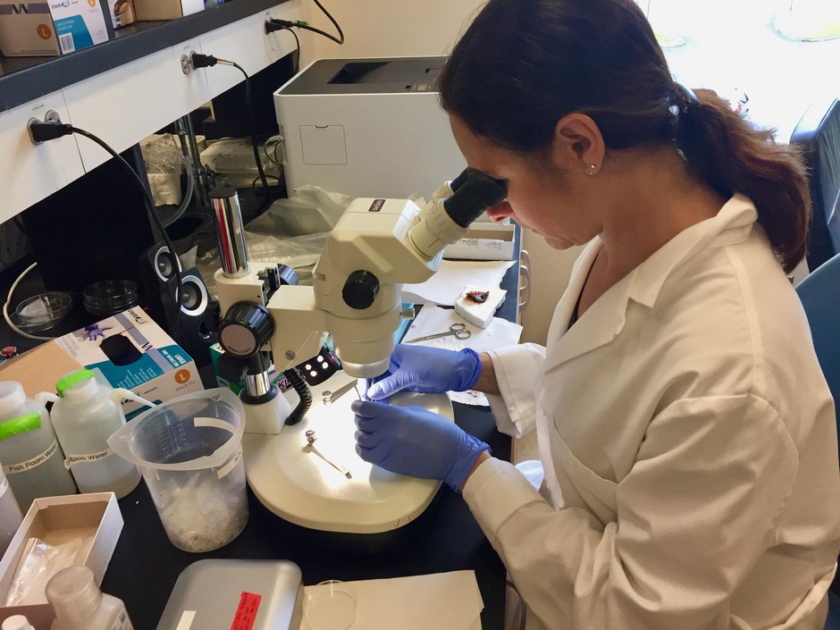 Washington State University neuroscientist Allison Coffin dissects the ear of a midshipman fish at her lab in Vancouver, Washington. CREDIT: CASSANDRA PROFITA