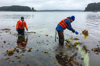 Fisheries biologist Mike Litzow (right) clears kelp from the seine he uses to catch young cod for a study to help determine whether the species will bounce back in the Gulf of Alaska. CREDIT: MITCH BORDEN