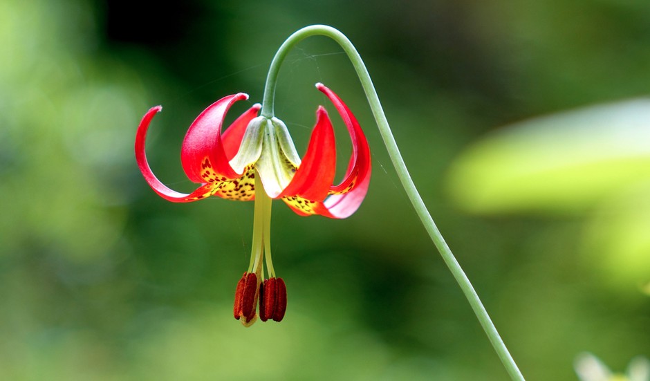 An endangered Western lily in full bloom. CREDIT: JES BURNS