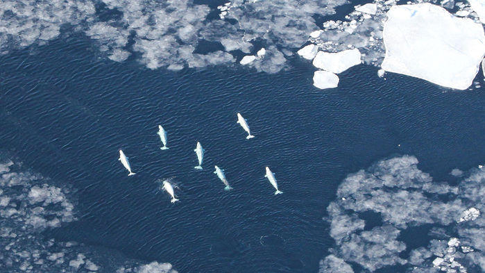 Melting sea ice frames migrating beluga whales in the Arctic CREDIT: KRISTIN LAIDRE / VIA PNAS
