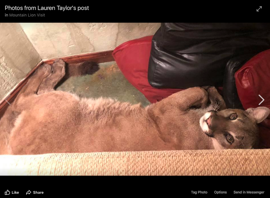 Screenshot of a Facebook photo. It is one of several images and video clips posted to Facebook by an Ashland woman on July 7, 2018, along with a post describing an amicable encounter with a cougar inside her house. CREDIT: FACEBOOK