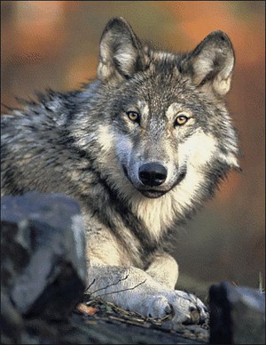 A gray wolf. A salmon researcher had to escape two wolves by climbing a tree. CREDIT: FLICKR CREATIVE COMMONS, USFWS - PACIFIC REGION