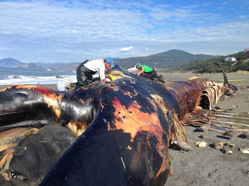 An OSU team salvaged the bones from this blue whale in late 2015. CREDIT: OREGON STATE UNIVERSITY