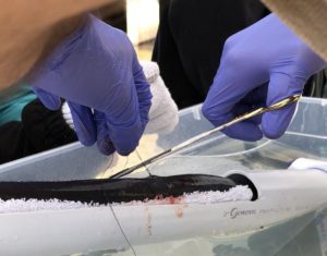 ODFW researcher Ben Clemens surgically implants a radio tracker into a sedated lamprey just removed from Eel Creek. CREDIT: BRIAN BULL