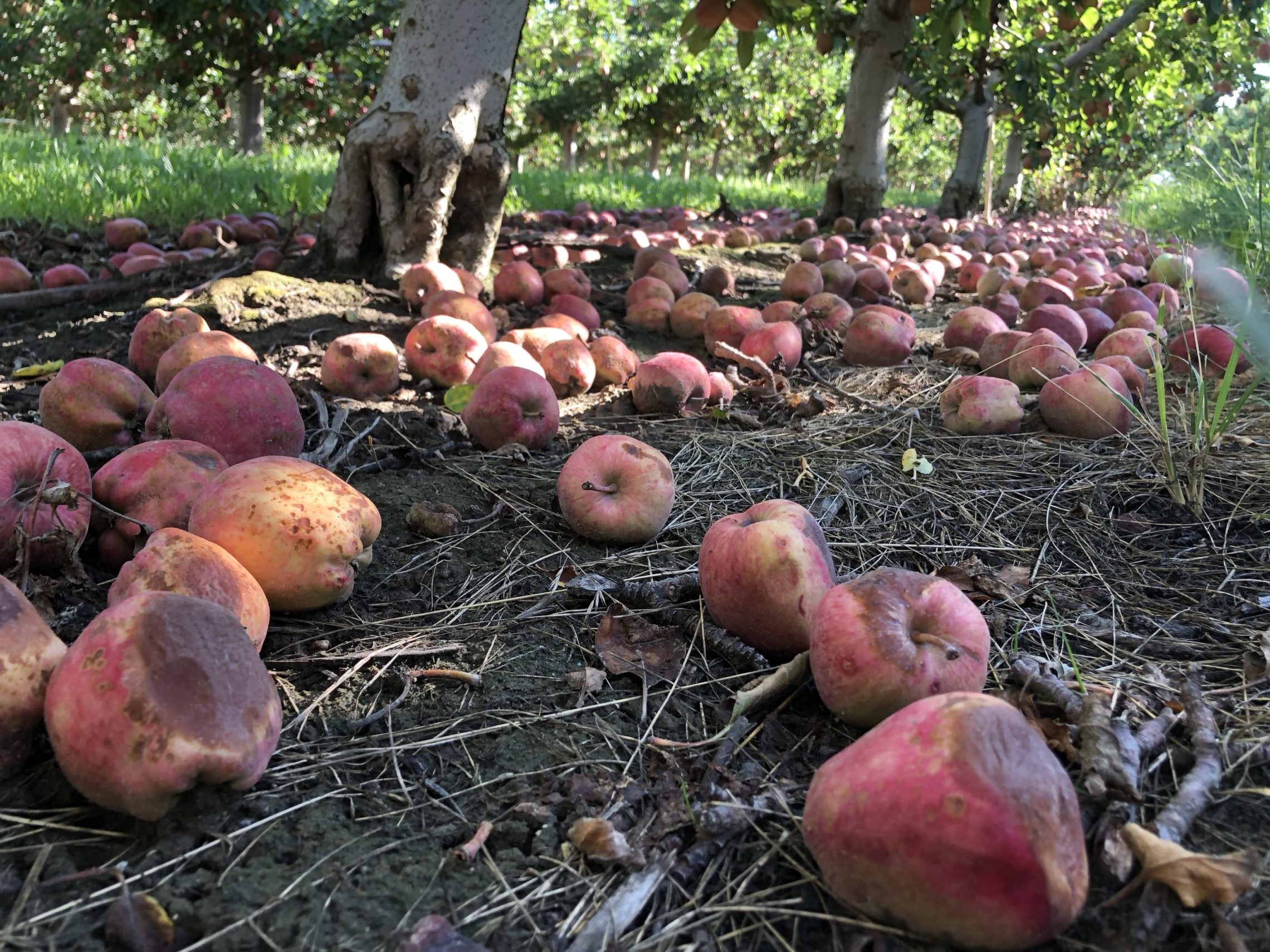 Apples India - Red Delicious on the ground that didn't make the cut