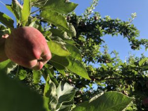 A Red Delicious clings onto the last of summer. As harvest nears and the fruit ripens, the apple will turn into the iconic red color we recognize. CREDIT: ANNA KING/N3