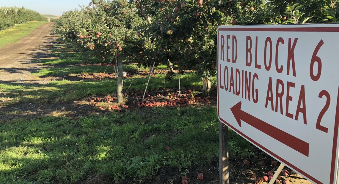 Red Delicious is near the bottom of the barrel for farmer's price. But it's an easy variety to grow, and doesn't damage readily during picking. With all the Honey Crisp and Fugi out there, Reds are still the top variety in the state.