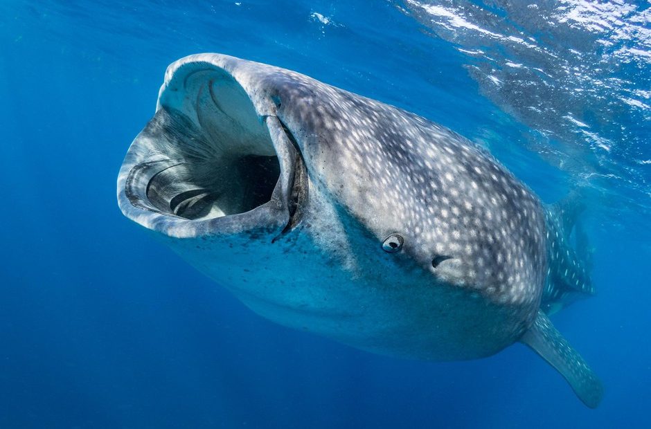 A whale shark. Big data and AI allows scientists to rapidly comb through thousands of photos and identify individuals using the skin patterning behind the gills and any scars they might have. CREDIT: SIMON J. PIERCE/COURTESY WILD ME