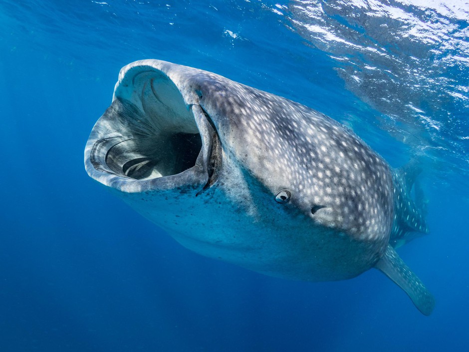 A whale shark. Big data and AI allows scientists to rapidly comb through thousands of photos and identify individuals using the skin patterning behind the gills and any scars they might have. CREDIT: SIMON J. PIERCE/COURTESY WILD ME
