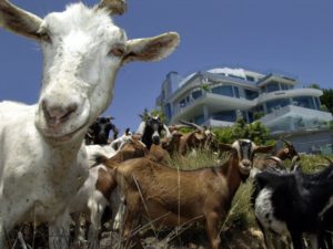 Disclaimer: These are not the goats that went on the lam in Boise. But they sure look just as sassy. CREDIT: DAIVD MCNEW/GETTY IMAGES