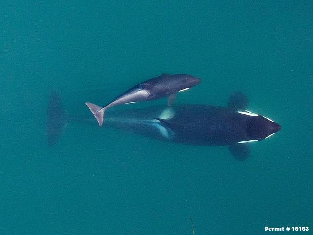 Aerial photograph of adult female Southern Resident killer whale J16 with her calf J50 in 2015, when the calf was in its first year of life. CREDIT: JOHN DURBAN (NOAA FISHERIES), HOLLY FEARNBACH (SR3) AND LANCE BARRETT-LENNARD (VANCOUVER AQUARIUM), TAKEN BY AN UNMANNED HEXACOPTER DURING RESEARCH AUTHORIZED UNDER NMFS PERMIT #16163