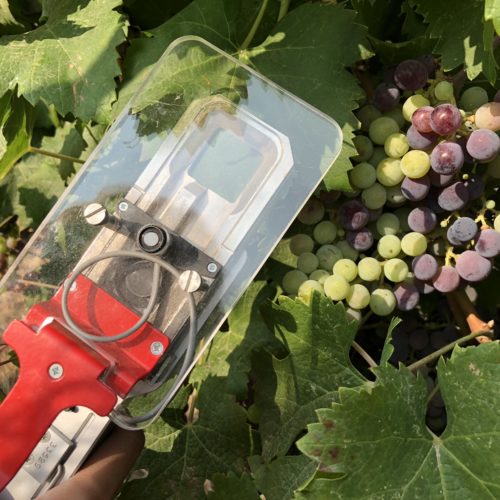 Washington State University scientists use what’s called an infrared gas analyzer to measure photosynthesis to see if the smoke reduces sugar production in wine grape plants. CREDIT: ANNA KING/N3