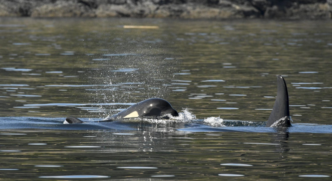 This picture from July 21 shows shrinkage around orca J50's head from weight loss, aka "peanut head syndrome." CREDIT: KATY FOSTER/NOAA