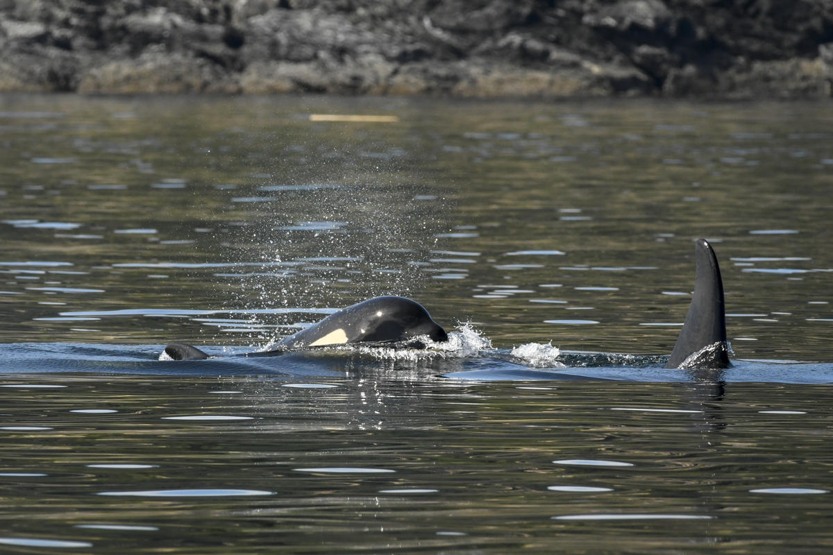 This picture from July 21 shows shrinkage around orca J50's head from weight loss, aka "peanut head syndrome." CREDIT: KATY FOSTER/NOAA