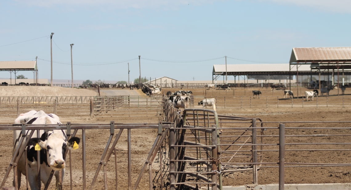The old DeRuyter Brothers Dairy sits in Outlook, Wash. According to state records, before it sold, the operation had around 5,000 head of cattle on 500 hundred acres, making it one of the largest dairies in the Yakima Valley. CREDIT: ESMY JIMENEZ