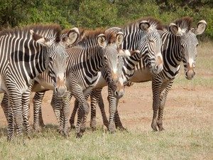 The Portland-based nonprofit Wild Me has developed a tool called Wildbook. It uses artificial intelligence to identify individuals in a species. It can analyze 10,000 photos of zebras to locate a particular individual in two minutes. CREDIT: WILD ME
