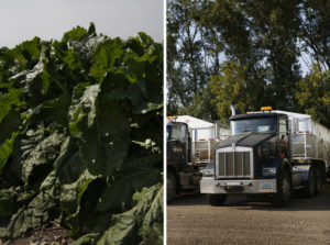 Left: Sugar beets. Right: Farm trucks outside Minto. Elissa Nadworny/NPR