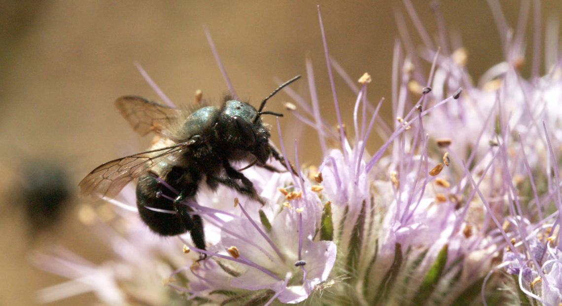 A female blue orchard bee forages for nectar and pollen on Phacelia tanacetifolia flowers, also known as blue or purple tansy. Blue orchard bees are solitary bees that help pollinate California's almond orchards. CREDIT: JOSH CASSIDY
