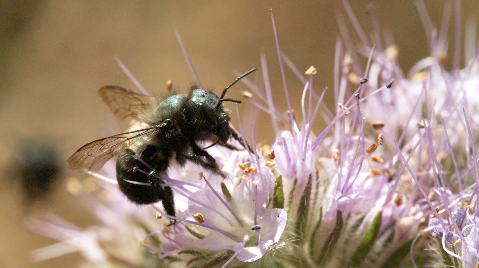 A female blue orchard bee forages for nectar and pollen on Phacelia tanacetifolia flowers, also known as blue or purple tansy. Blue orchard bees are solitary bees that help pollinate California's almond orchards. CREDIT: JOSH CASSIDY