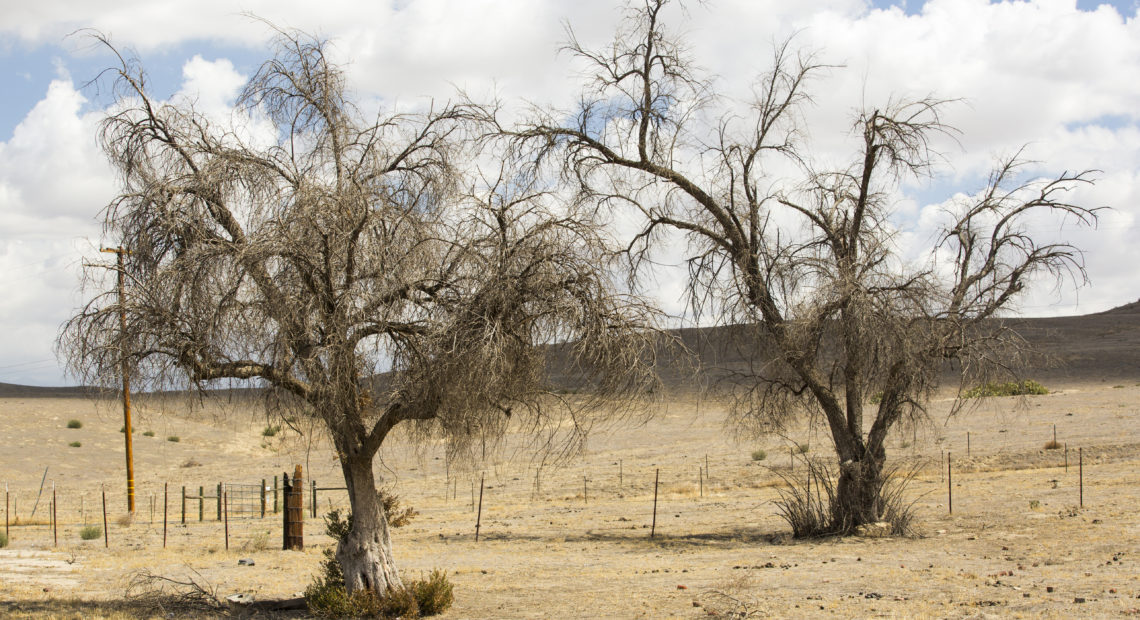 As the climate warms, drought is killing large numbers of trees in California. Scientists are looking to the past to try and understand how the ecosystems of today may be changing. Ashley Cooper