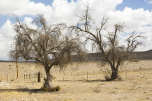 As the climate warms, drought is killing large numbers of trees in California. Scientists are looking to the past to try and understand how the ecosystems of today may be changing. Ashley Cooper