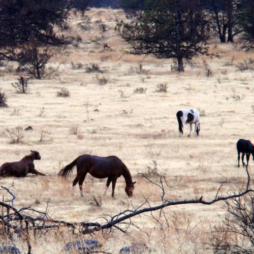 Wild horses graze on the Warm Springs reservation in Central Oregon. CREDIT: TOM BANSE