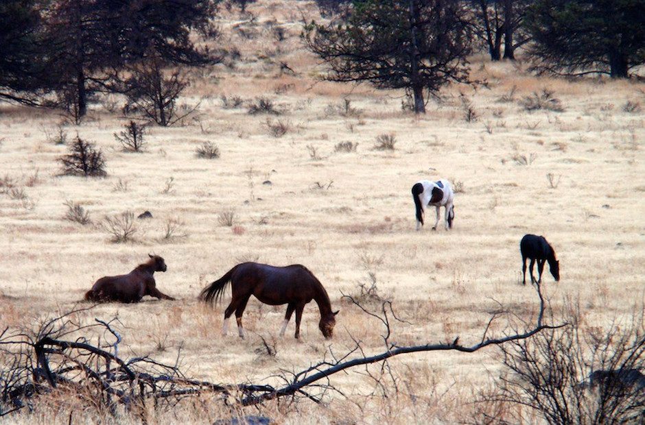 Wild horses graze on the Warm Springs reservation in Central Oregon. CREDIT: TOM BANSE