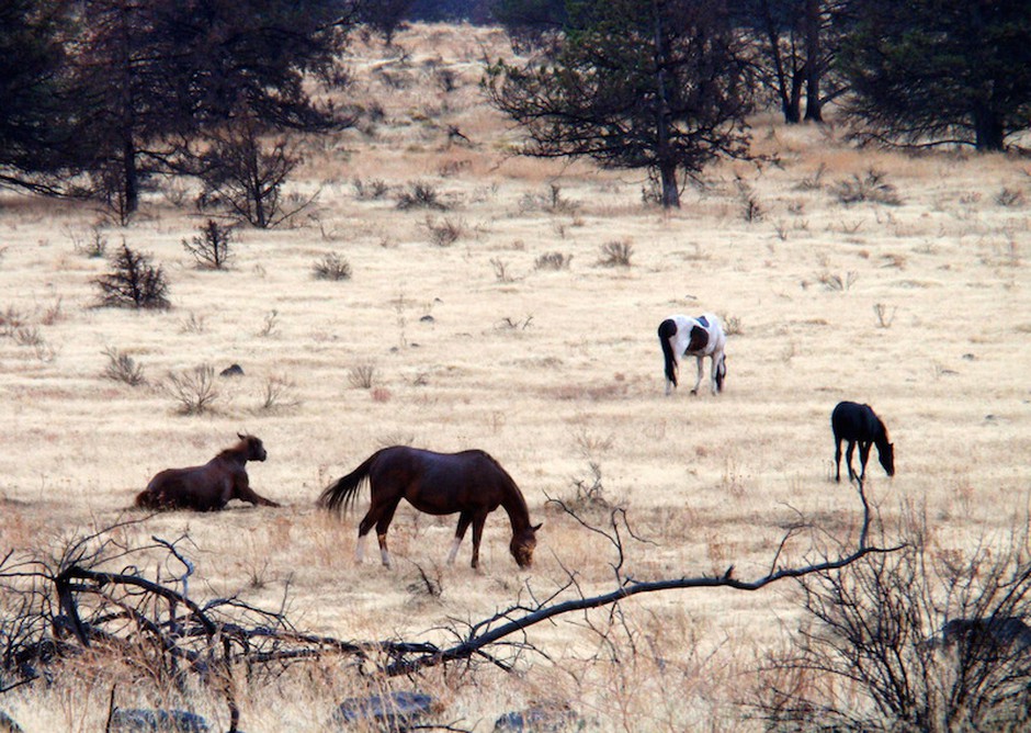 Wild horses graze on the Warm Springs reservation in Central Oregon. CREDIT: TOM BANSE