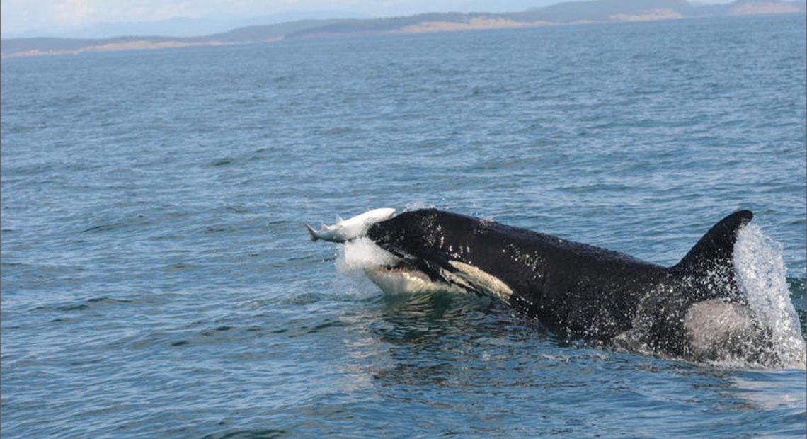 Canadian federal judge Eleanor Dawson said that regulators failed to consider the pipeline's potential impacts of increased shipping on Southern resident killer whales. CREDIT: CANDICE EMMONS / NOAA FISHERIES/NORTHWEST FISHERIES SCIENCE CENTER