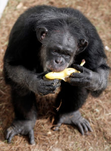 Queenie arrived at Chimp Haven in 2014. The private, nonprofit sanctuary has cared for well over 300 chimpanzees since its inception, and is currently home to more than 200