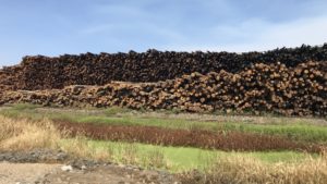 A lumber yard at one of Sierra Pacific's six California mills near Redding. CREDIT: KIRK SIEGLER/NPR