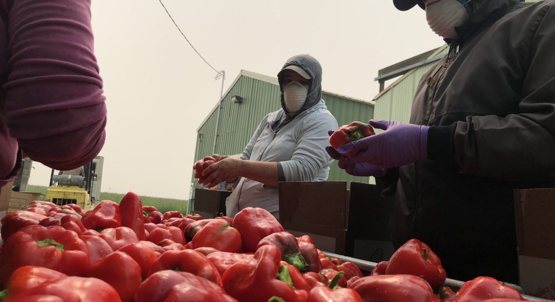 Workers in dust masks wash fresh red bell peppers in smoky conditions outside of Eltopia, Wash. Even with the masks, the smoke is still causing tight chests, itchy eyes and dry throats. CREDIT: ANNA KING/N3