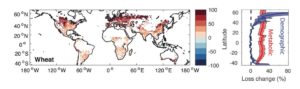 For each degree the earth warms, insects could consume 25% more wheat than they already do. By the end of the century, losses due to insects could double. The red areas of the map show where wheat losses due to insects are projected to increase. 