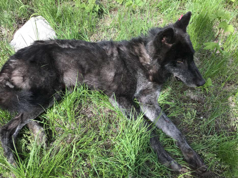 This Togo pack wolf, an adult male shown when he was radio-collared in early June, is now marked for death by Washington's Department of Fish and Wildlife. CREDIT: WDFW
