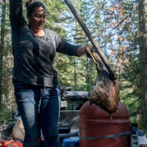 Kari Eneas, a wildlife biologist for the Confederated Salish and Kootenai Tribes, fishes a deer leg out of the 