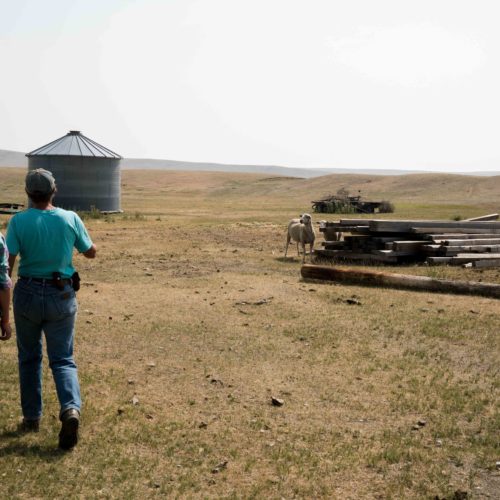 Lisa Schmidt (right) and her daughter Abby Hutton (left) at the Graham Ranch near Conrad, Mont. Grizzlies have killed livestock on their ranch.CREDIT: NICK MOTT